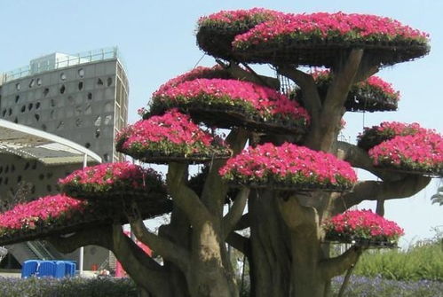 2種花卉,養(yǎng)著就 值錢 ,放客廳也可以, 鎮(zhèn)宅 還好養(yǎng),值 養(yǎng)護(hù)