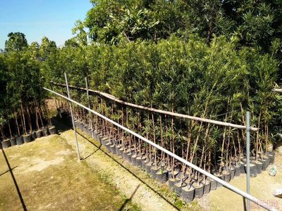 【羅漢松培養基地、羅漢松小苗直銷、質優價廉】綠化苗木,價格,廠家,供應商,花木,龍海市東泗興輝園藝場 - 產品庫