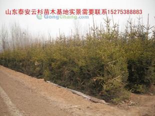 供應云杉|云杉樹苗|云杉苗木|紅皮云杉|供應云杉|山東云杉_紡織、皮革_世界工廠網中國產品信息庫