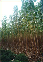 張軍出售楊樹苗樹苗苗木159-錢眼產品