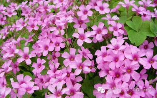 綠城集團園林軟景苗木圖譜 全套