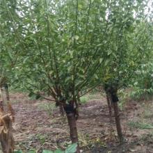 2018綠化苗木價格 報價 綠化苗木批發 園林網