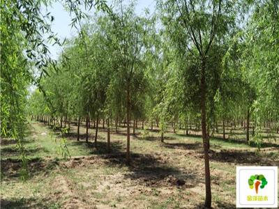 2公分柳樹價格3公分柳樹價格4公分柳樹價格_苗木產品圖片