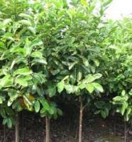 苗木基地價格_苗木基地廠家_世界工廠網(wǎng)產品信息庫