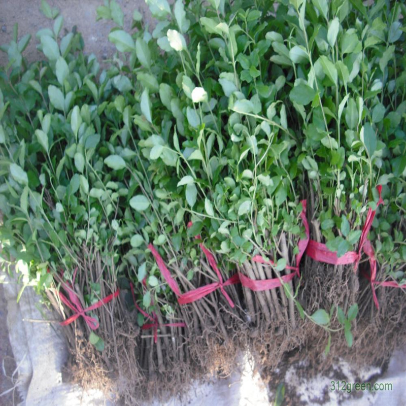 一年生小葉女貞苗50厘米高軒軒苗木場(chǎng)2015年秋季銷售圖片|一年生小葉女貞苗50厘米高軒軒苗木場(chǎng)2015年秋季銷售產(chǎn)品圖片由軒軒苗木場(chǎng)公司生產(chǎn)提供-