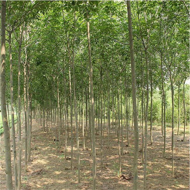 自產(chǎn)綠化苗木 白蠟基地 現(xiàn)場(chǎng)起苗 庭院室外種植樹(shù) 白蠟苗 速生白蠟樹(shù)苗圖片_高清圖_細(xì)節(jié)圖-肥城市富順家庭農(nóng)場(chǎng)