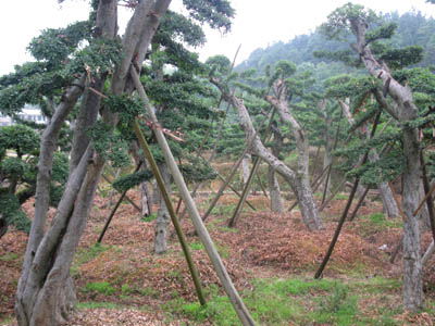 湖南花木造型金葉榆湖南綠化苗木花木金葉榆造型產(chǎn)品大圖 瀏陽(yáng)市柏加鎮(zhèn)四季紅苗圃