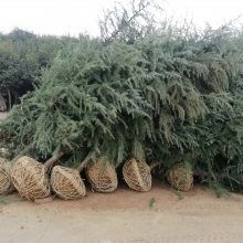 綠化苗木精品工程6米雪松價(jià)格行情苗圃實(shí)拍視頻電話看貨4m5m6米雪松價(jià)格圖片大全 南京市浦口天昱生態(tài)苗木場(chǎng)