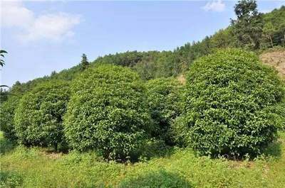 特色苗木發(fā)展大勢(shì)所趨,如何突出你的苗木特色?