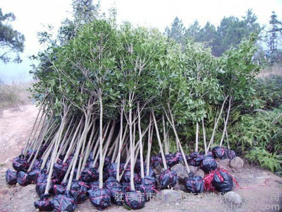 流蘇蘿卜絲花 牛筋子 烏金子 茶葉樹(shù) 四月雪觀賞行道其他綠化苗木土球價(jià)廠家直銷