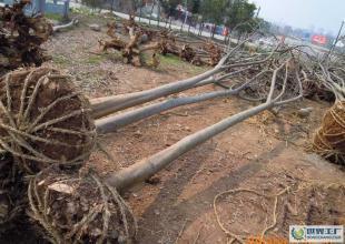 大量低價供應綠化苗木野生欒樹全冠_農副產品_世界工廠網中國產品信息庫
