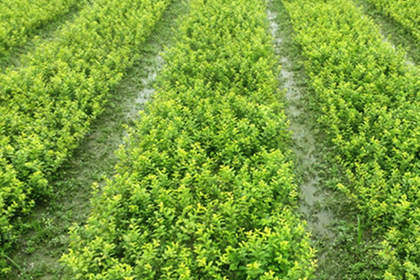 32 苗木咨詢熱線,服務態度好,專業水平高 