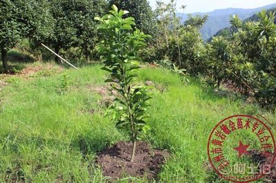 【2年嫁接玉環(huán)文旦柚子樹苗廠家直銷專業(yè)培育保質(zhì)量敏會苗木】臺州市黃巖敏會苗木專業(yè)合作社 - 產(chǎn)品庫