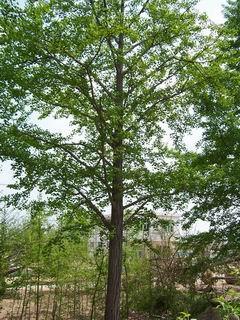 銀杏苗木 20公分 ,山東喜發銀杏苗木基地