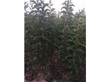 產品展示 深州市華仁苗木 必途推薦