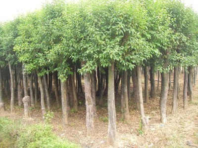 大葉女真價(jià)格價(jià)格_規(guī)格齊全的大葉女貞苗木批發(fā)直銷 農(nóng)戶價(jià)格_湖南長(zhǎng)沙市大葉女真.