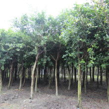  蘇北誠信苗木場(chǎng) 主營 綠化苗木 各類竹子 玫