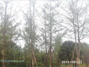 供應(yīng)成都哪里有樸樹苗木,成都銀杏苗木價(jià)格,美森園藝_農(nóng)副產(chǎn)品_世界工廠網(wǎng)中國產(chǎn)品信息庫