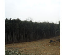 【直銷高桿女貞樹苗常綠喬木量大專車配貨現貨充足高干女貞小苗】沭陽盛唐綠化苗木場 - 產品庫