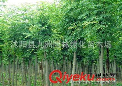 批發華山松,羅漢松,雪松,規格全,貨源足。-沭陽縣九洲園林綠化苗木場提供批發華山松,羅漢松,雪松,規格全,貨源足。的相關介紹、產品、服務、圖片、價格沭陽縣九洲園林綠化苗木場、花卉苗木;苗木種子;景觀木屋