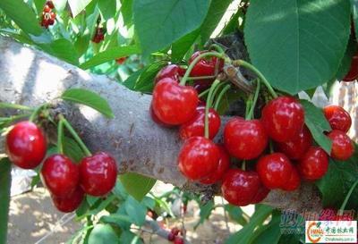 供應大櫻桃樹苗產(chǎn)品 批發(fā)營口大櫻桃苗木 大量銷售熊岳櫻桃樹產(chǎn)品|遼寧生產(chǎn)美早紅燈櫻桃苗(圖)_供應大櫻桃樹苗產(chǎn)品 批發(fā)營口大櫻桃苗木 大量銷售熊岳櫻桃樹產(chǎn)品|遼寧生產(chǎn)美早紅燈櫻桃苗(圖)價格_供應大櫻桃樹苗產(chǎn)品 批發(fā)營口大櫻桃苗木 大量銷售熊岳櫻桃樹產(chǎn)品|遼寧生產(chǎn)美早紅燈櫻桃苗(圖)廠家-勤加緣網(wǎng)【遼寧熊岳樹苗繁育基地15841757950】