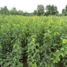 泰安高新區(qū)永盛苗木園藝場 供應產(chǎn)品