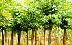 供應綠化苗木價格_供應綠化苗木廠家_世界工廠網(wǎng)產(chǎn)品信息庫