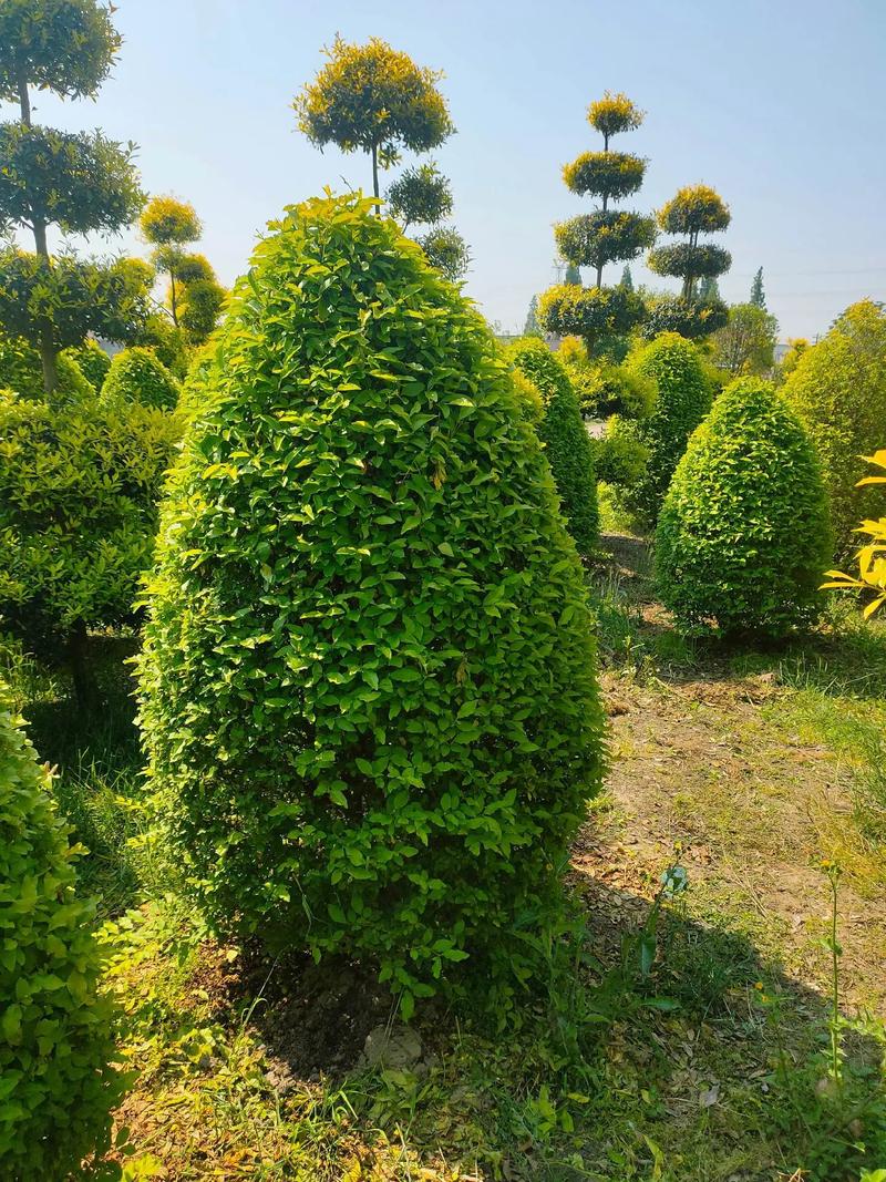 金冠女貞球,塔,柱型低價出售#現(xiàn)場實拍 #苗木種植基地 #歡