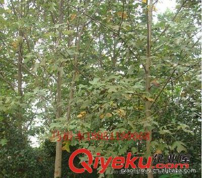 廠家專業供應馬褂木等綠化苗木(圖)-沭陽縣威宇花木銷售中心提供廠家專業供應馬褂木等綠化苗木(圖)的相關介紹、產品、服務、圖片、價格沭陽縣威宇花木銷售中心、金葉女貞;紅葉小檗;小龍柏;地柏;灑金柏;南天竹;迎春;連翹;月季花;紅王子錦帶;水臘;劍麻;金娃娃萱草;玉簪;鳶尾;棣棠;繡線菊;紅瑞木;紫荊;紫薇等綠化苗木