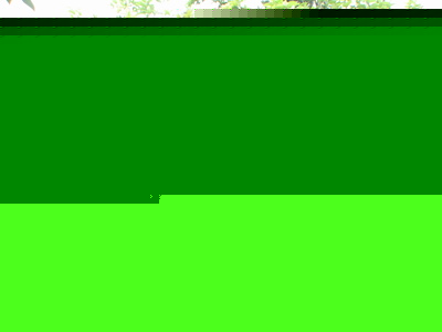 供應桂花、含笑