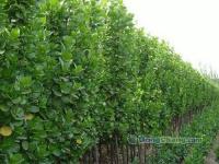 山東北海道黃楊│淄博北海道黃楊│泰安北海道黃楊│北海道黃楊[供應(yīng)]_綠化苗木_世界工廠網(wǎng)中國產(chǎn)品信息庫