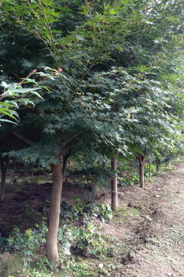 基地直銷五角楓樹苗批發(fā) 園林工程綠化苗木 量大優(yōu)惠 價格從優(yōu)