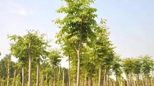 苗木種植戶如何提升苗木利潤空間