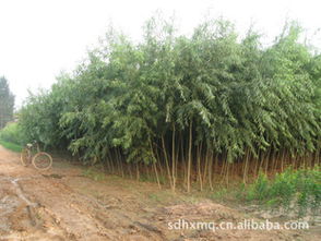 銷售綠化苗木速生楊苗木107108批發(fā)速生楊樹苗木107108