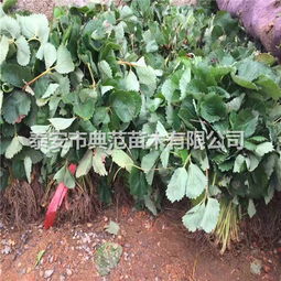【法蘭地草莓苗多少錢一株法蘭地草莓苗品種介紹】-