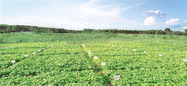 小紅薯長成富民大產(chǎn)業(yè) 彭水 把資源優(yōu)勢轉(zhuǎn)為產(chǎn)業(yè)優(yōu)勢 傾力打造 中國苕粉之都