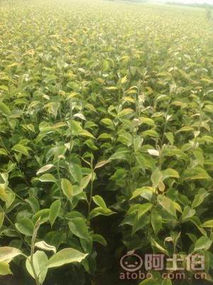 占地棗樹市場解析：2018年價格、產地與供應商概覽