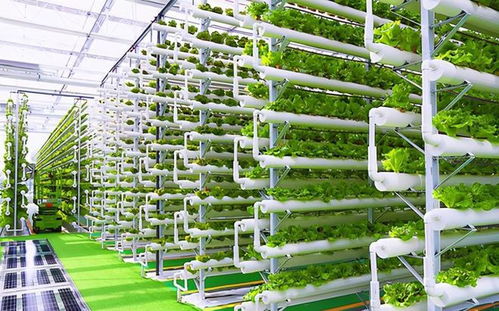 菜農(nóng)的黃昏 數(shù)字農(nóng)業(yè)時(shí)代下，90%蔬菜將來(lái)自工廠化種植