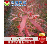 優(yōu)化苗木產(chǎn)品庫(kù)策略，提升園林綠化行業(yè)競(jìng)爭(zhēng)力