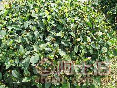 球形含笑袋苗 優(yōu)質(zhì)綠化苗木的選擇