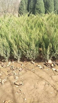 定州市盛大園林苗木基地入駐苗木通平臺(tái)，致力精品苗木發(fā)展