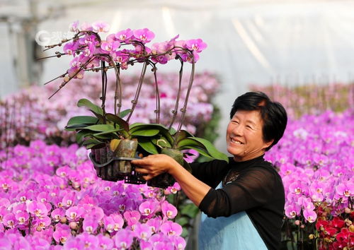 美麗經(jīng)濟綻放 年宵花市場再升溫，花卉種植迎新春